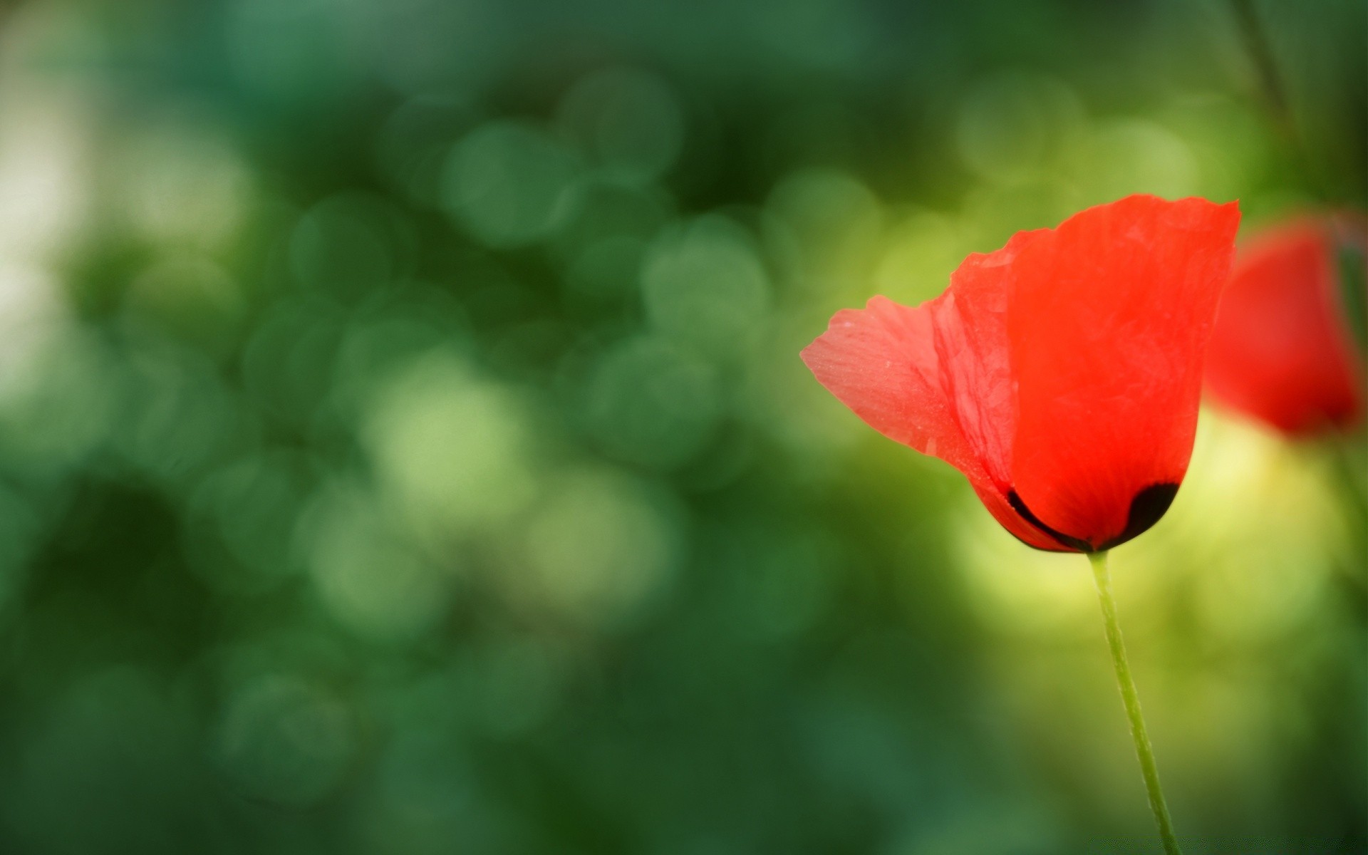 flowers nature flower summer leaf blur bright flora color garden growth