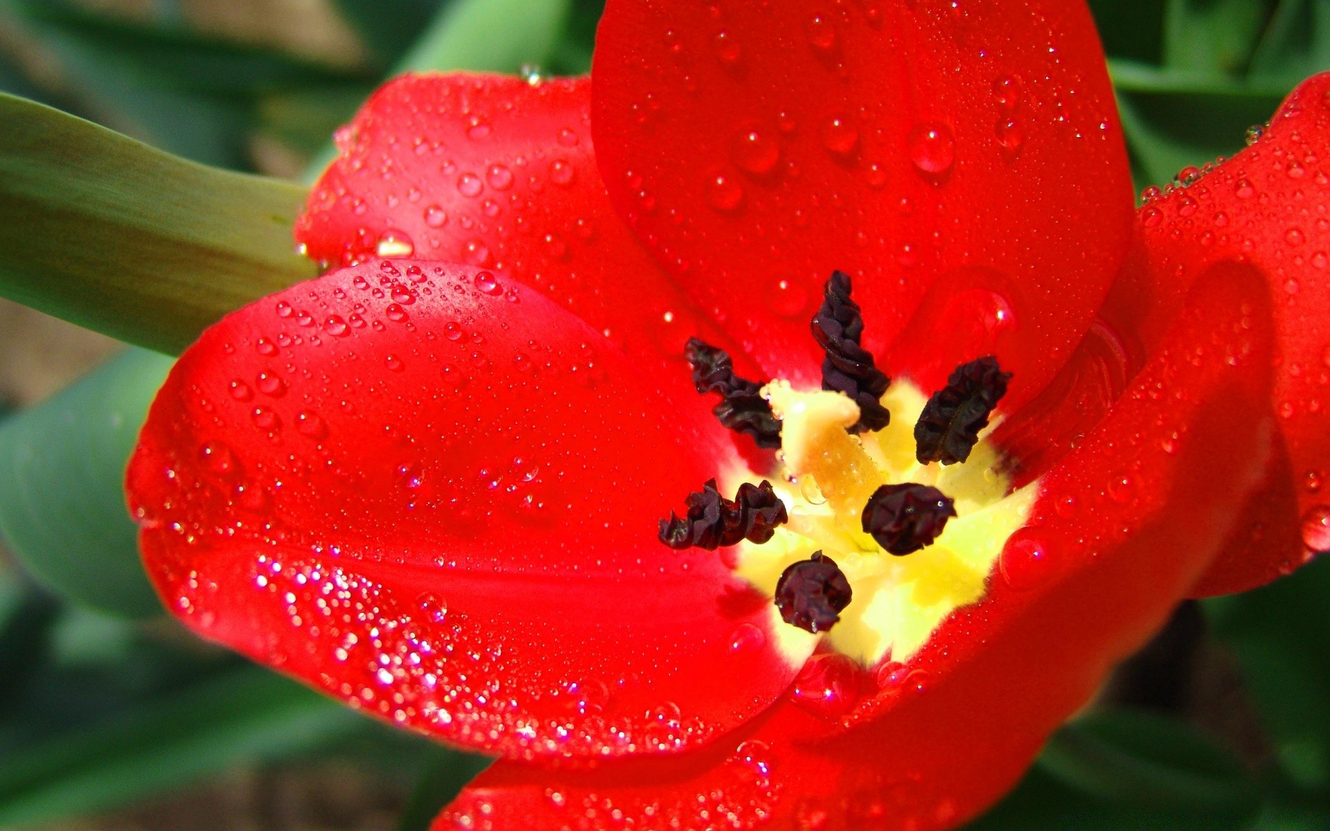 kwiaty kwiat natura ogród tulipan liść lato kolor flora jasny