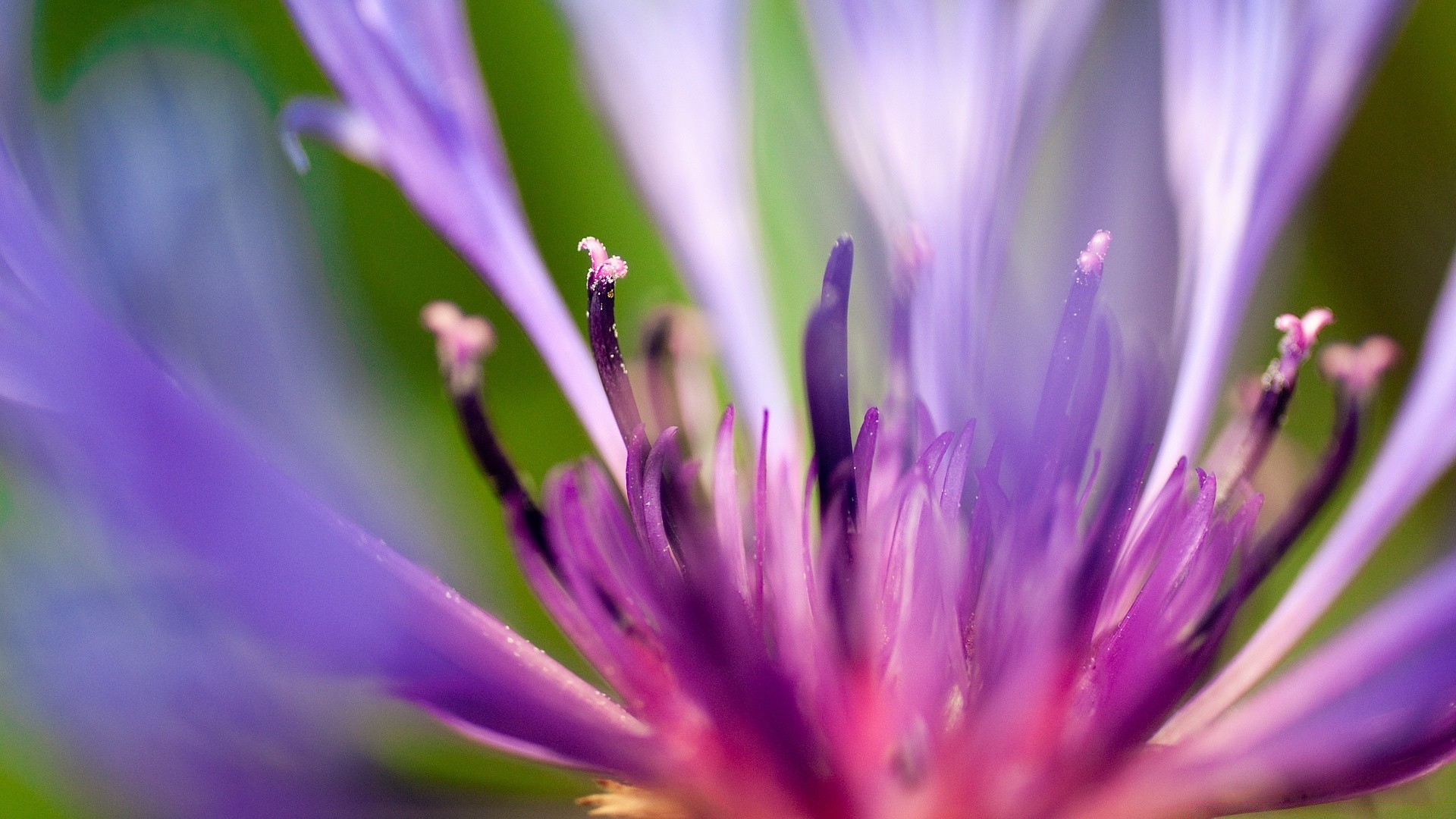 fiori fiore natura estate giardino flora foglia petalo polline fioritura sfocatura luminoso