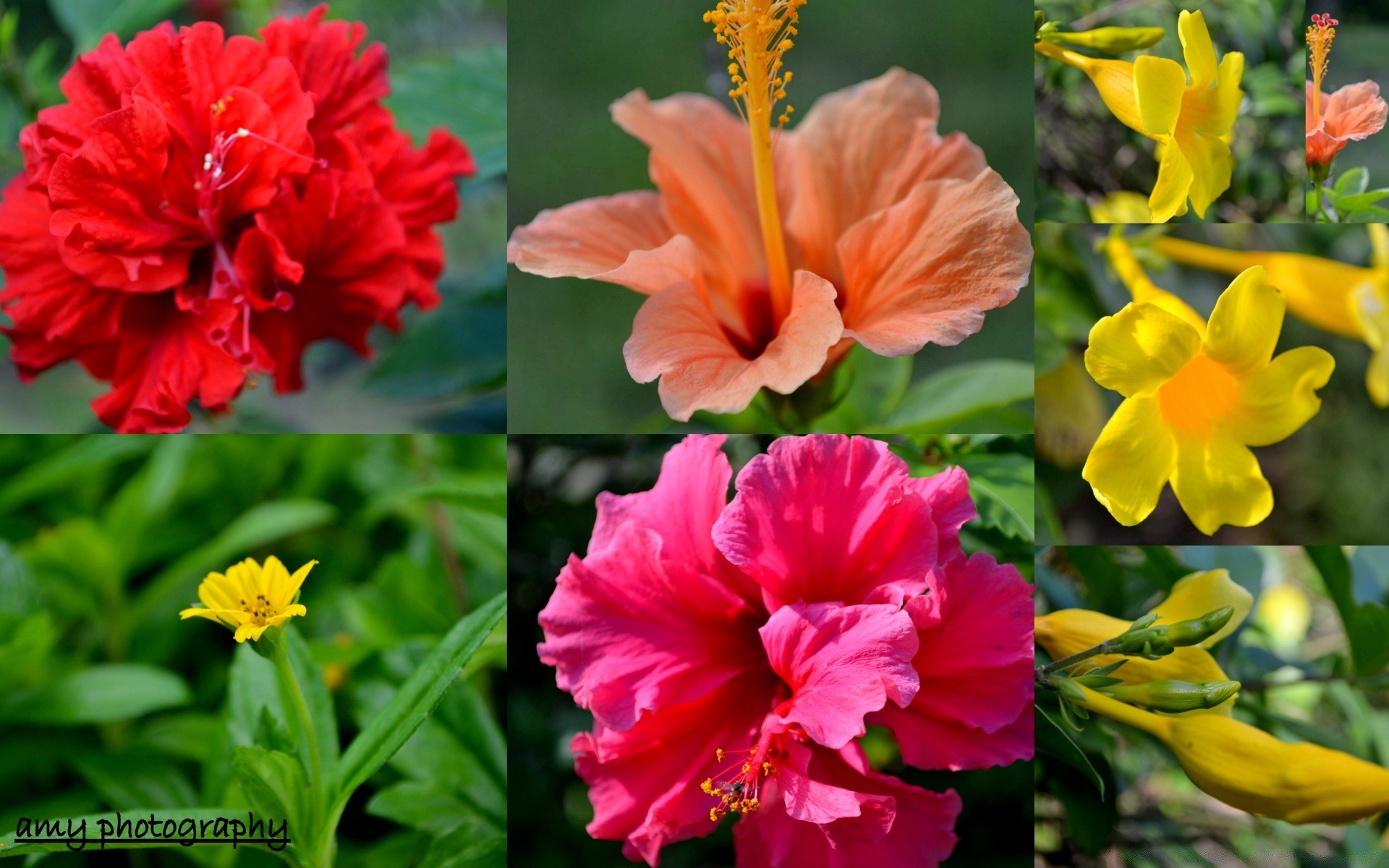 flowers nature flower leaf flora summer garden bright petal blooming growth outdoors floral color tropical