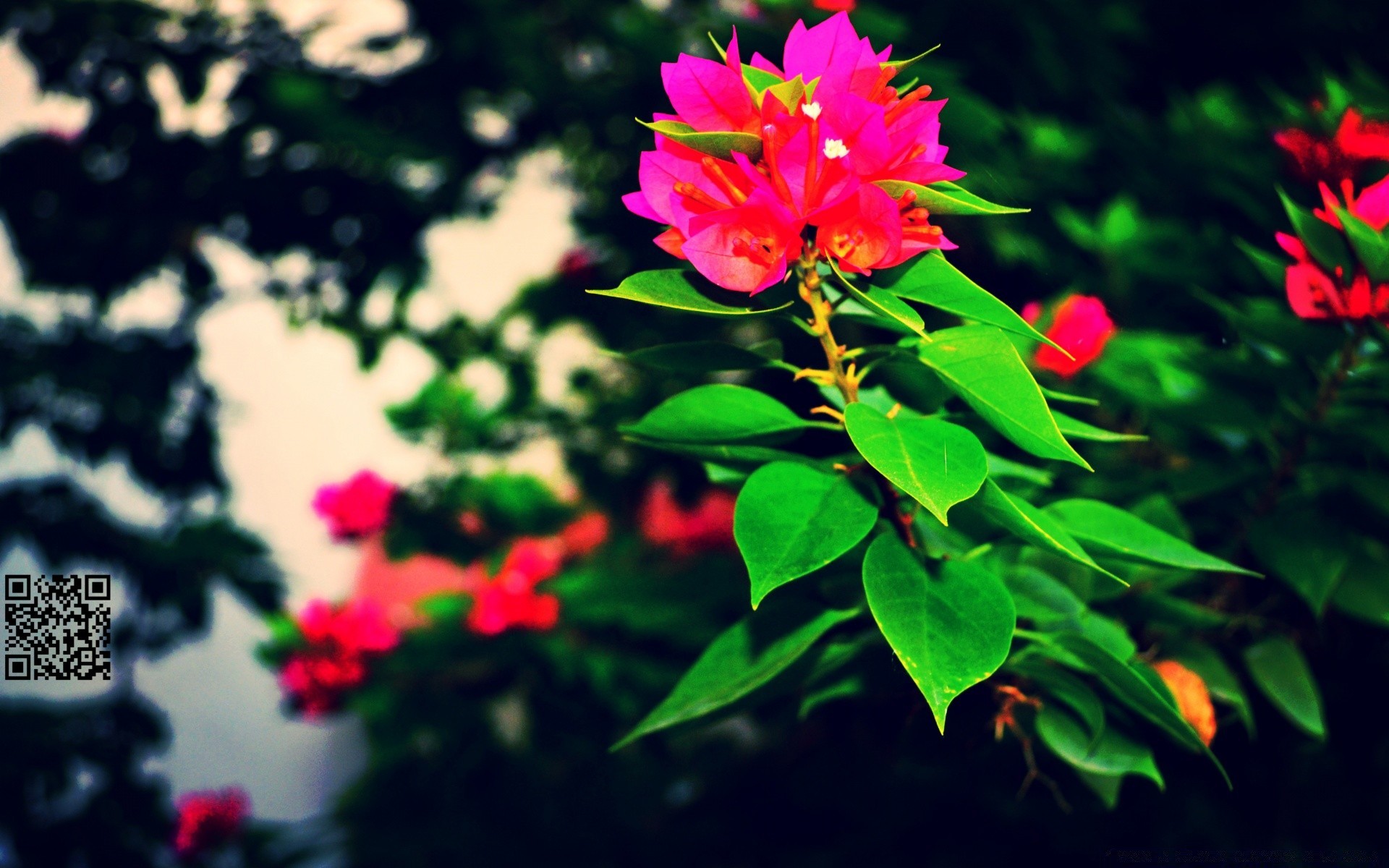 flores naturaleza hoja flor al aire libre brillante verano flora crecimiento jardín