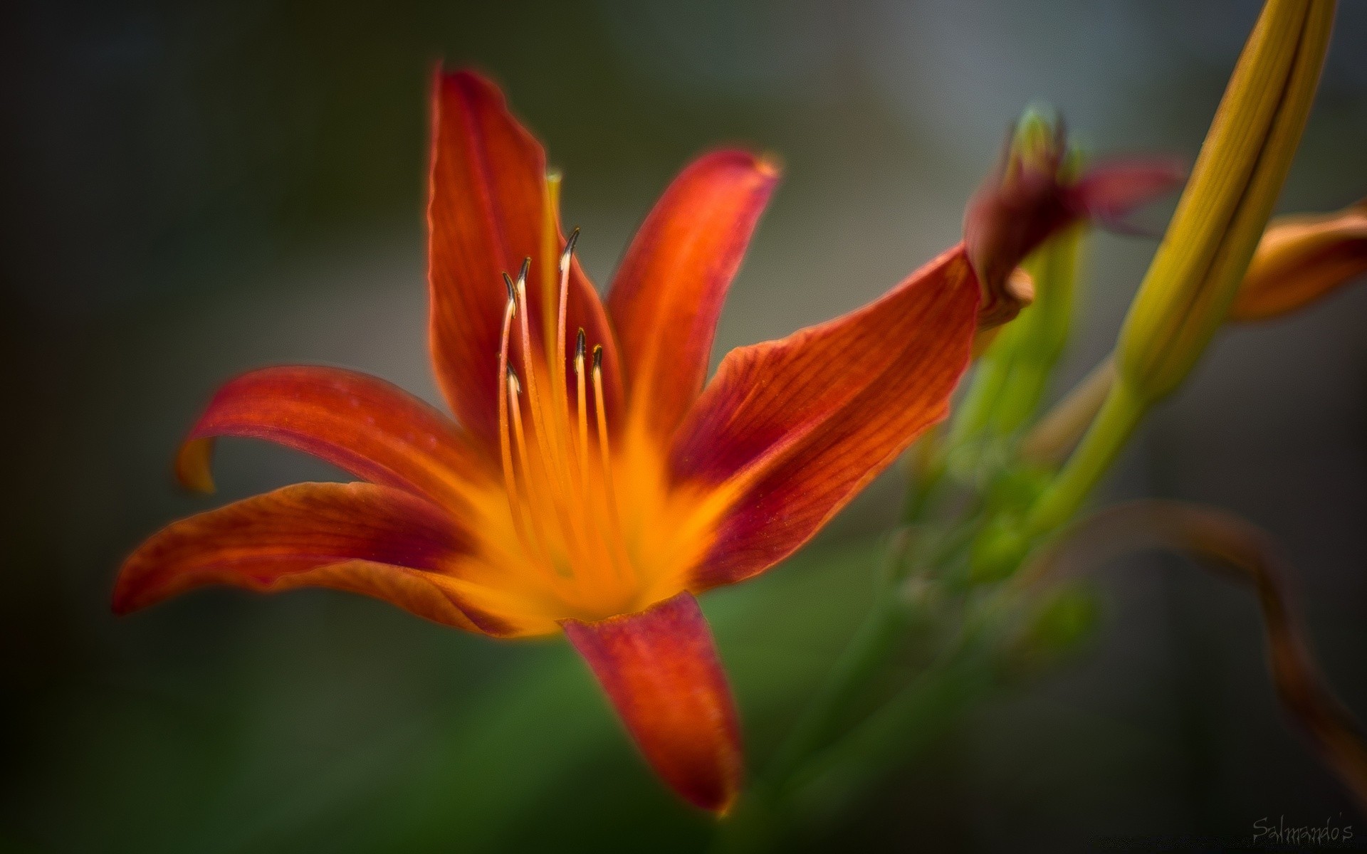 kwiaty natura kwiat flora liść rozmycie na zewnątrz lato ogród lily