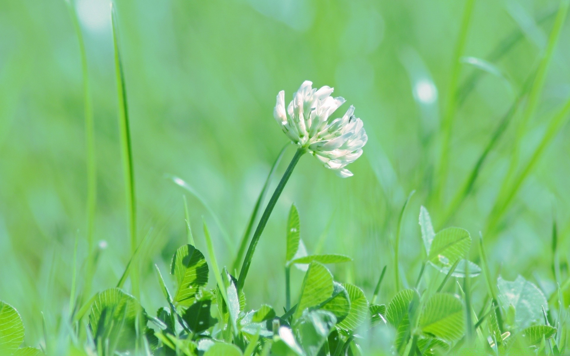 fleurs feuille herbe nature flore croissance été jardin champ beau temps foin environnement extérieur lumineux pelouse gros plan