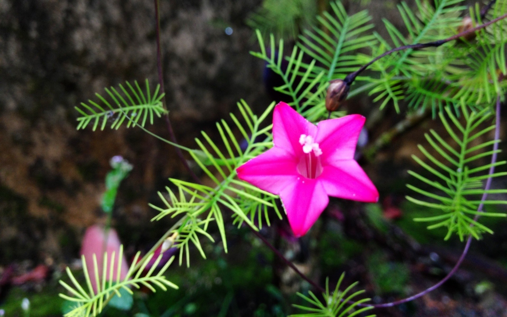 flowers tree nature flower evergreen flora close-up beautiful color outdoors leaf season blur branch decoration