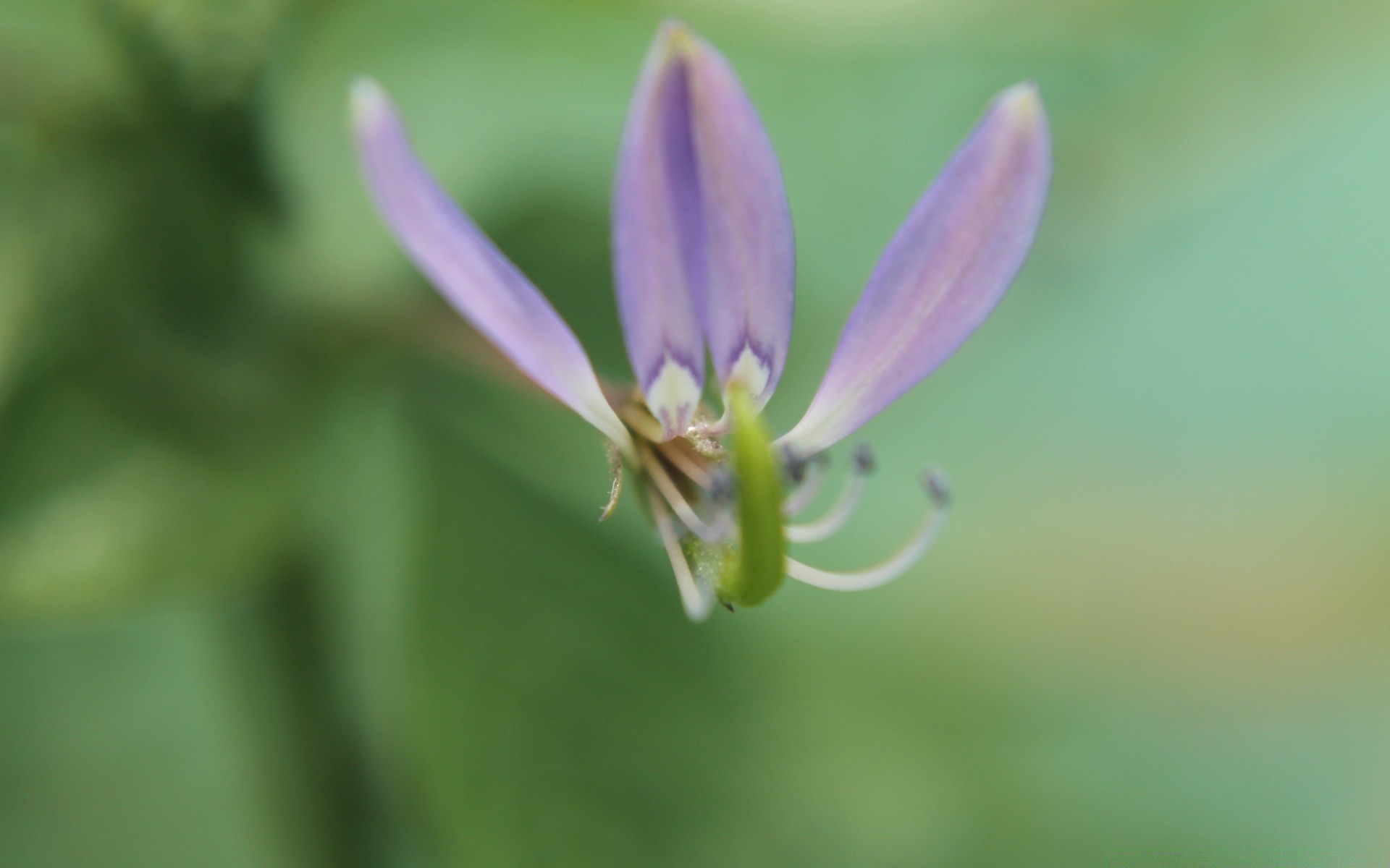 çiçekler doğa yaz çiçek yaprak flora bahçe açık havada büyüme çimen parlak