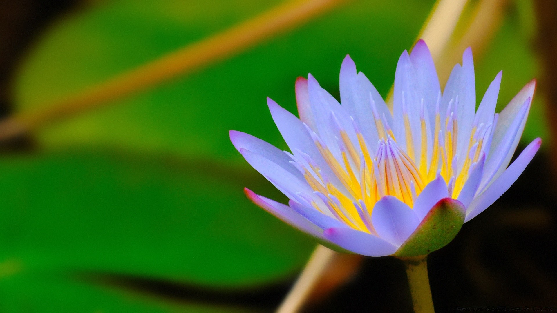 fiori natura fiore loto foglia piscina giglio flora estate tropicale giardino esotico