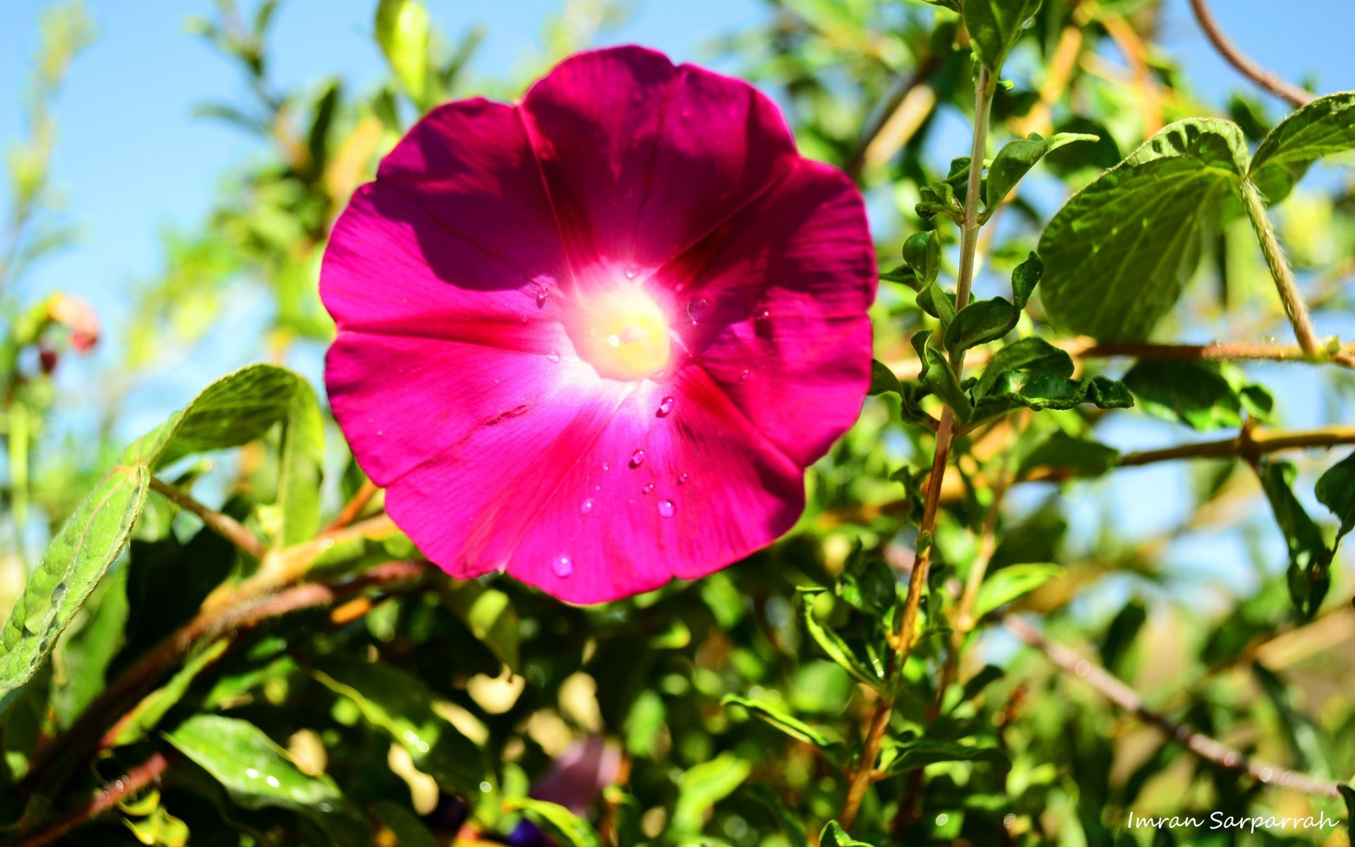 flores flor naturaleza flora hoja jardín verano floración floral pétalo crecimiento brillante campo color sol buen tiempo primer plano hermoso arbusto árbol