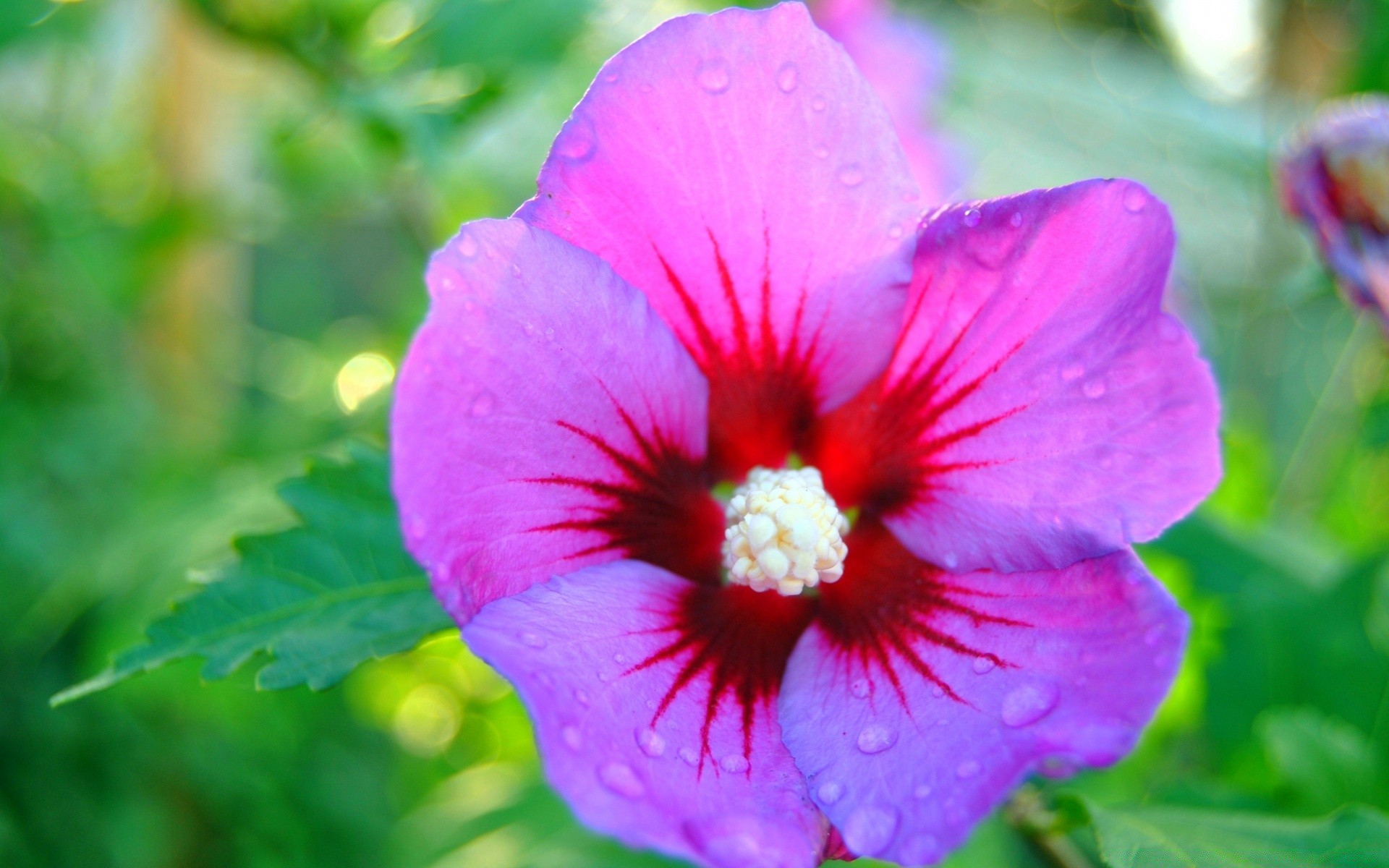 fiori natura fiore flora giardino estate foglia fiore floreale petalo colore all aperto close-up polline vivid tropicale