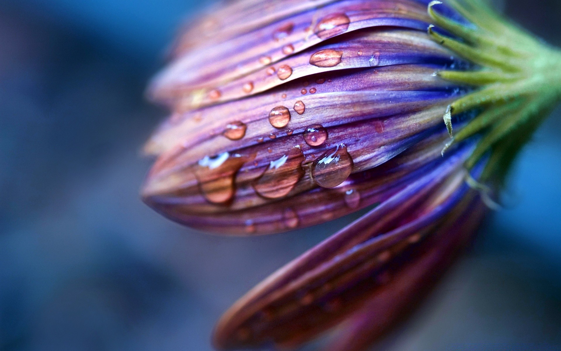 flowers blur desktop color bright close-up nature