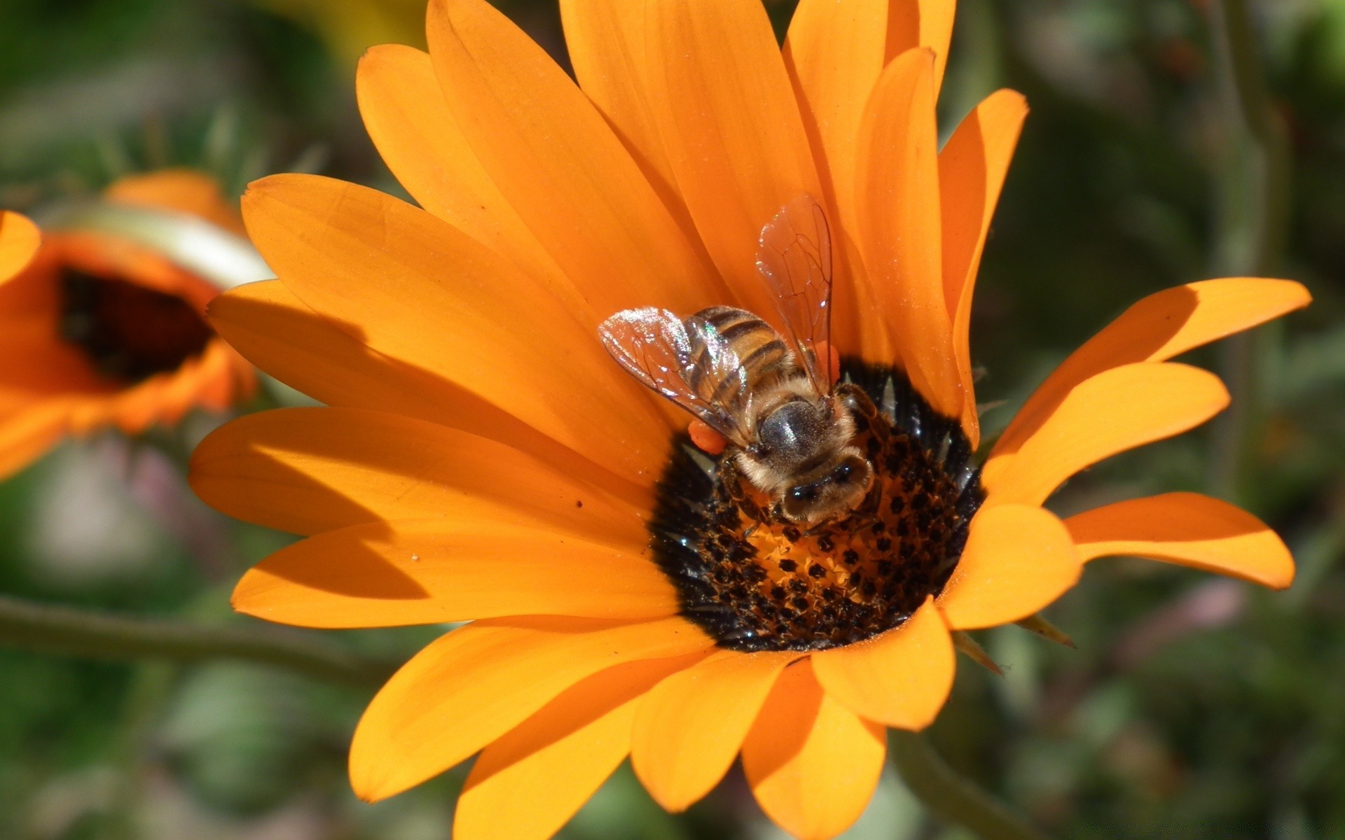 flowers insect nature bee flower pollen honey flora summer outdoors garden leaf close-up nectar color