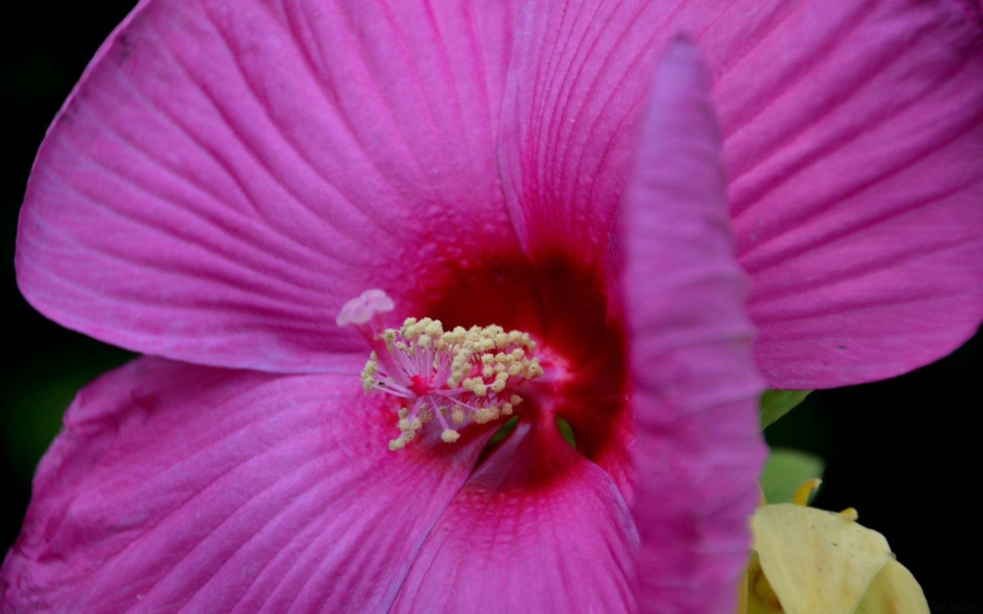 fleurs fleur nature flore couleur jardin pétale feuille bluming