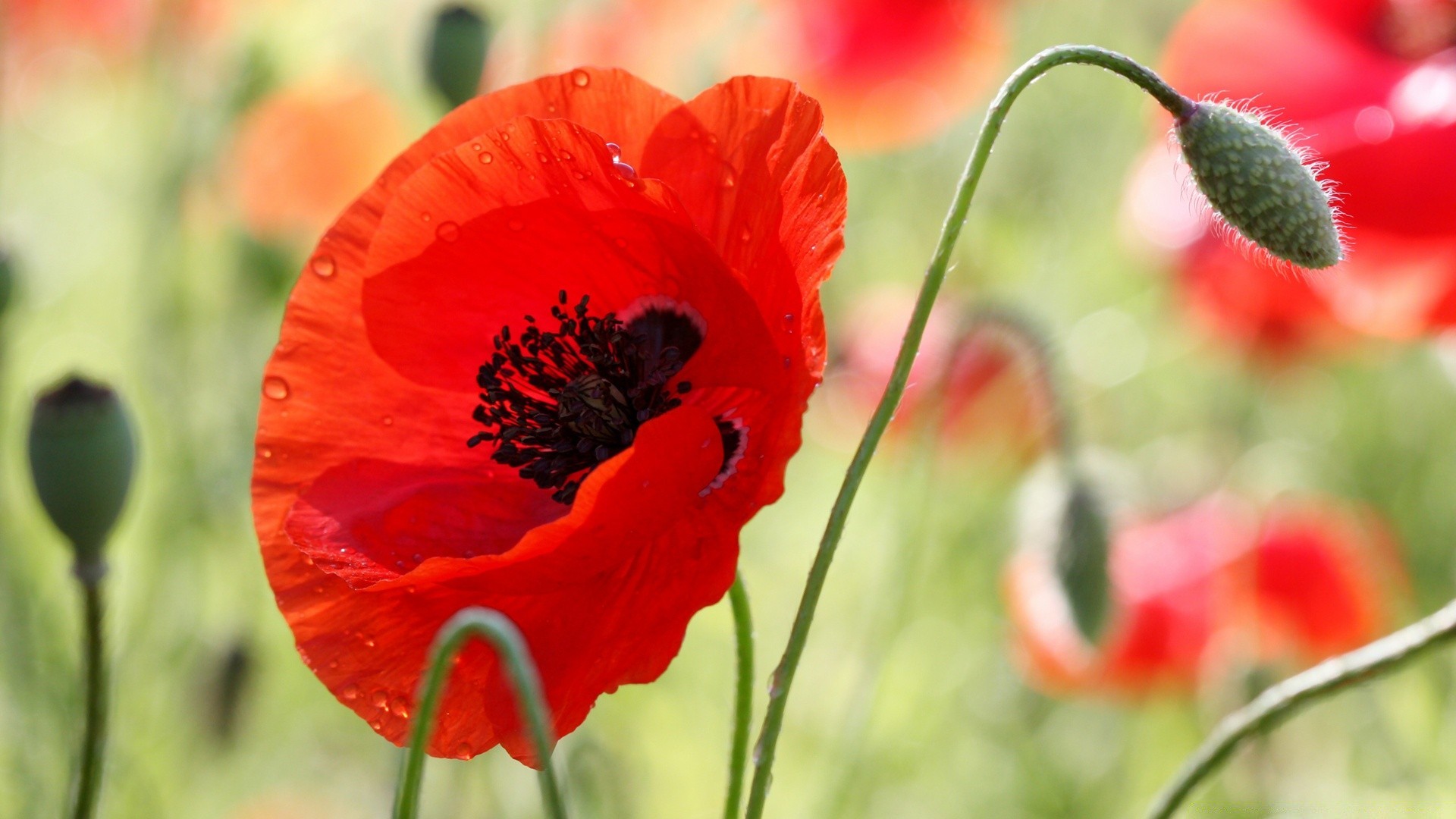 flowers poppy nature flower summer flora field leaf opium garden bright outdoors wild color petal blooming hayfield grass floral husk