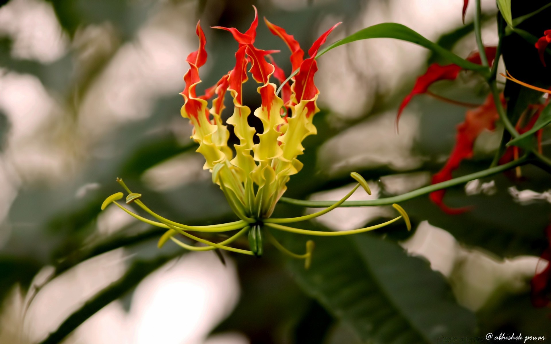 fleurs nature fleur flore feuille tropical jardin été à l extérieur floral croissance couleur bluming belle gros plan lumineux pétale exotique arbre décoration