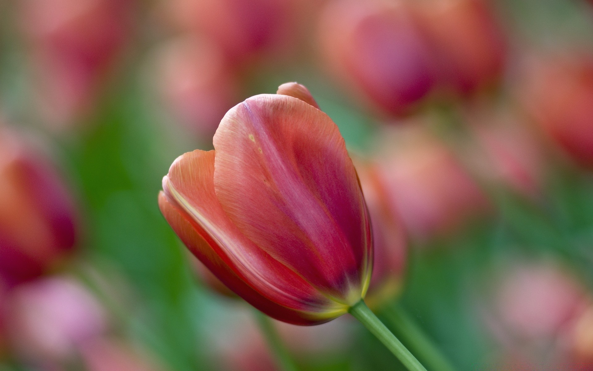 fleurs nature fleur été flore jardin tulipe lumineux feuille couleur croissance à l extérieur beau temps flou pâques pétale floral saison