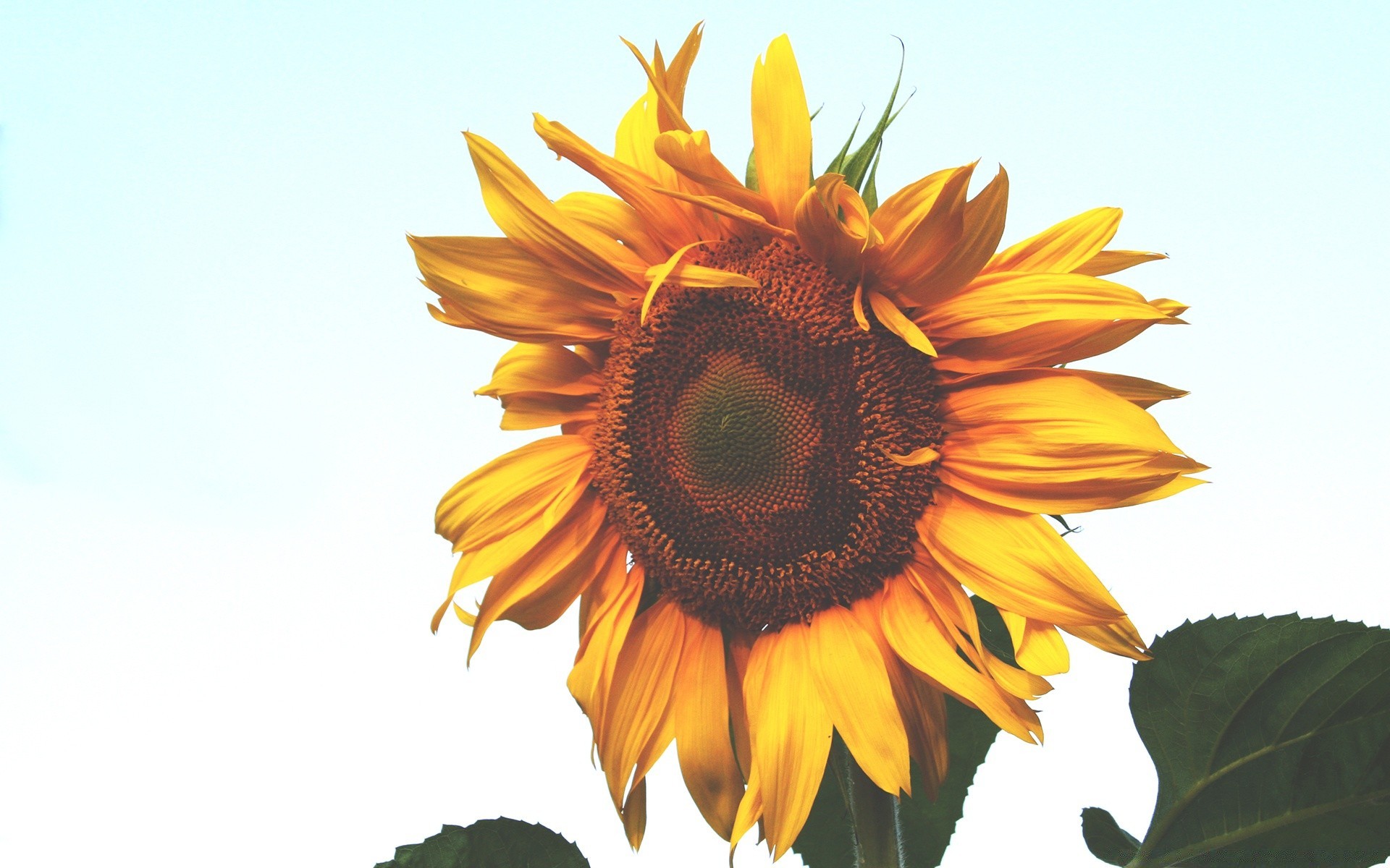 flowers nature flora summer flower sunflower leaf bright growth beautiful petal garden color floral close-up