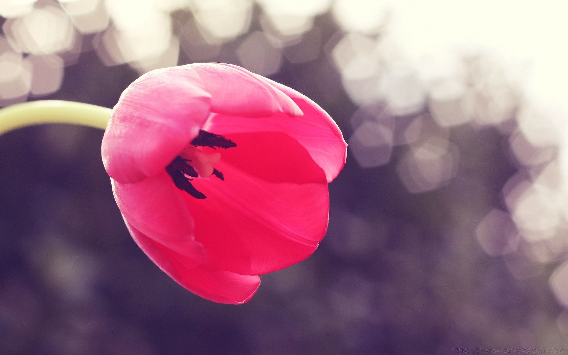 blumen unschärfe natur hell blume sommer