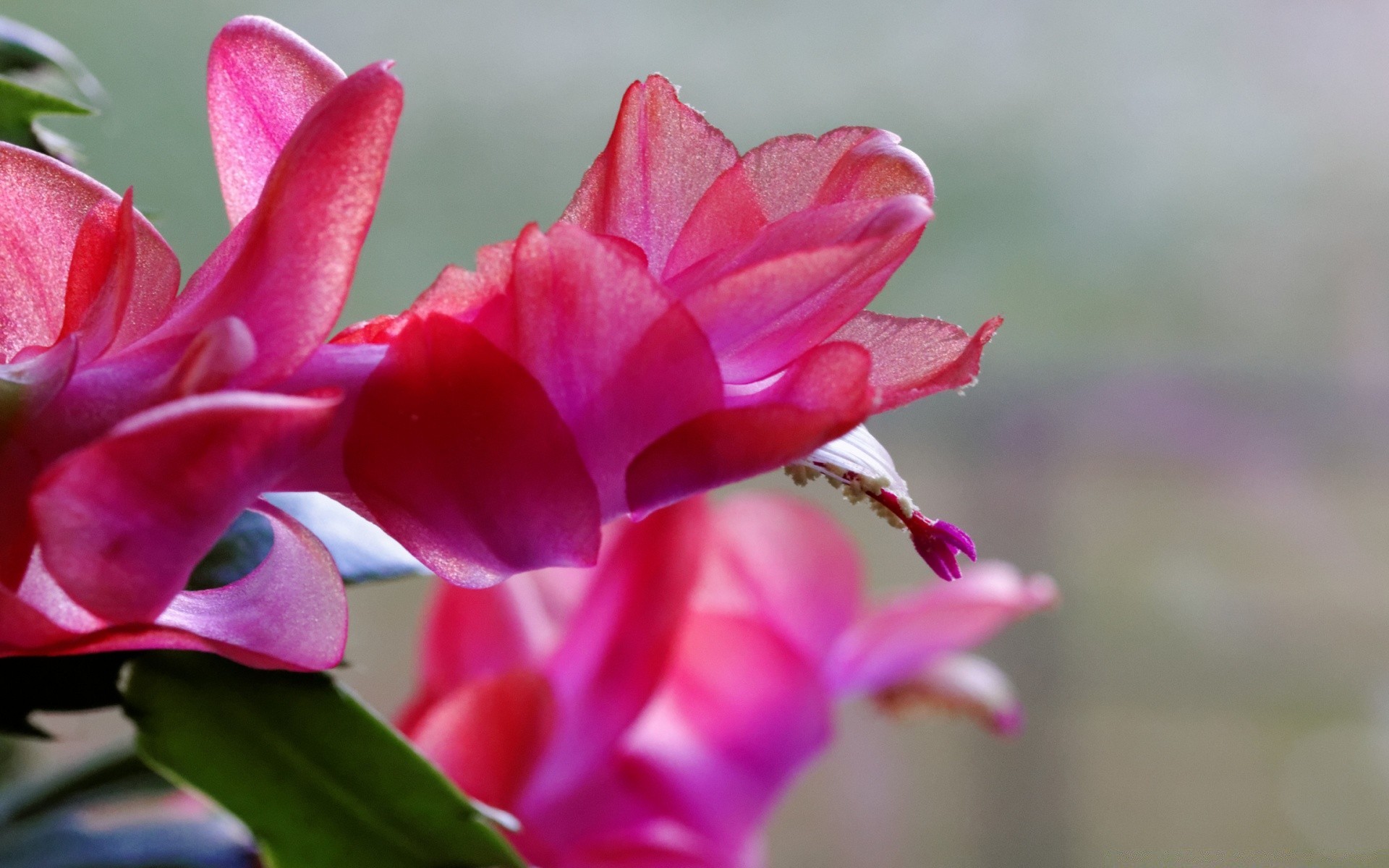 fiori natura fiore flora giardino foglia estate colore bella fiore floreale petalo luminoso