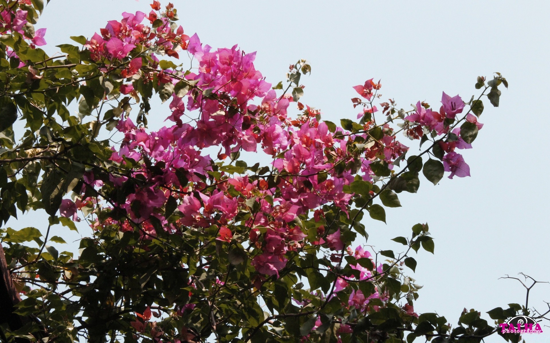 flowers flower branch flora tree garden blooming nature petal floral leaf summer season park color growth shrub botanical bright sunny decoration