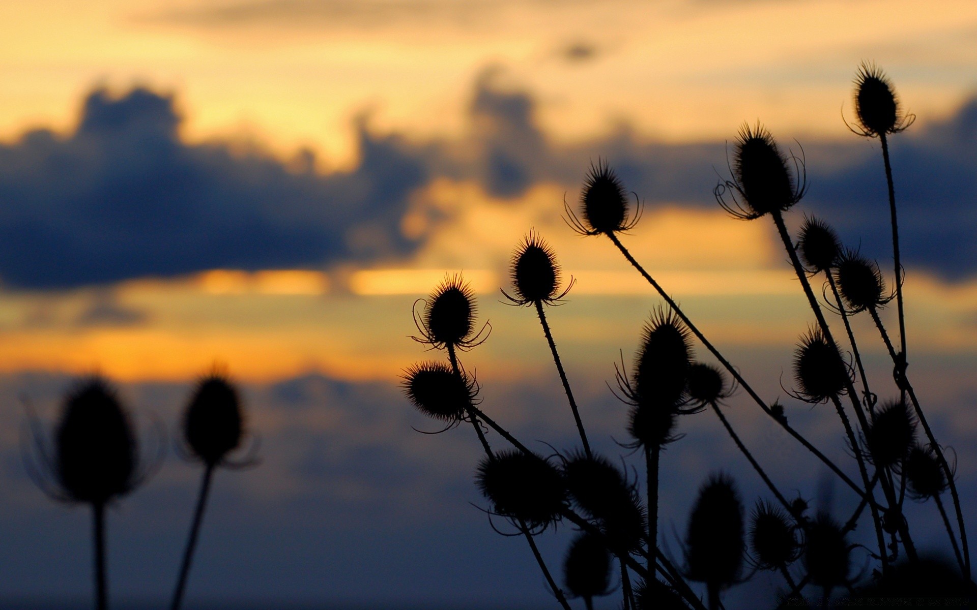 flowers sunset sun flower dawn nature summer field silhouette fair weather outdoors sky landscape flora evening seed light grass dusk backlit