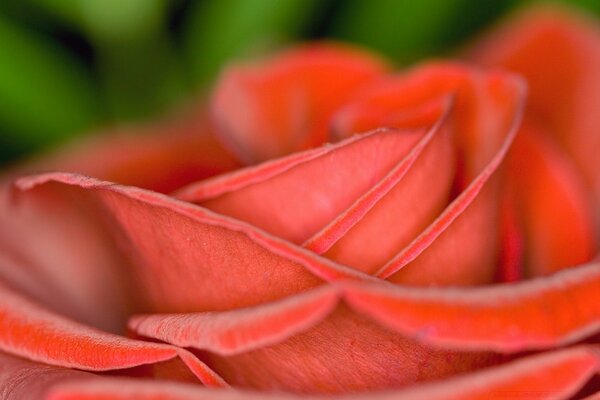 Beautiful red rose of love