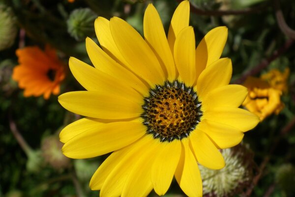 Fluffy fleur jaune soleil