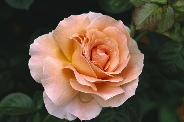 Romantische orangefarbene Rose Blume