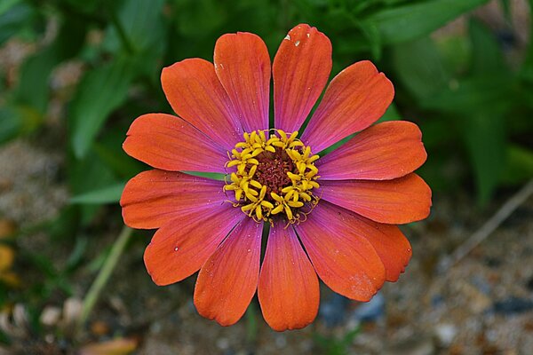 Incrivelmente bela flor na floresta