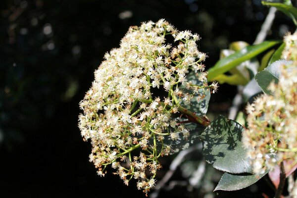 Weiße kleine Blüten wachsen schön