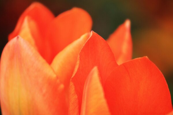 Czerwone tulipany. miłość i piękno
