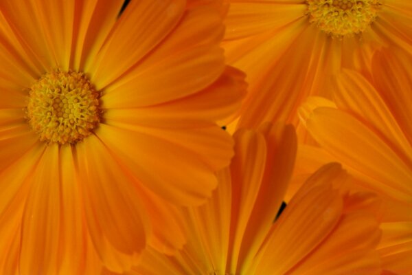 Flor de naranja. Pétalos de flores