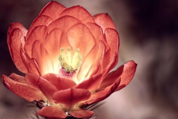 Flor roja al aire libre