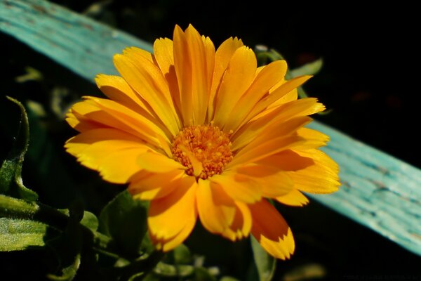 Hermosa flor amarilla en la mañana