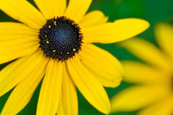 Fiori gialli che caricano di gioia