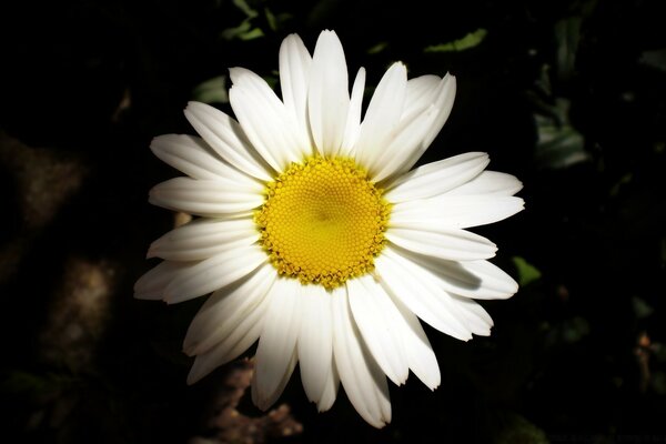 Marguerite Marguerite fleur parterre de fleurs