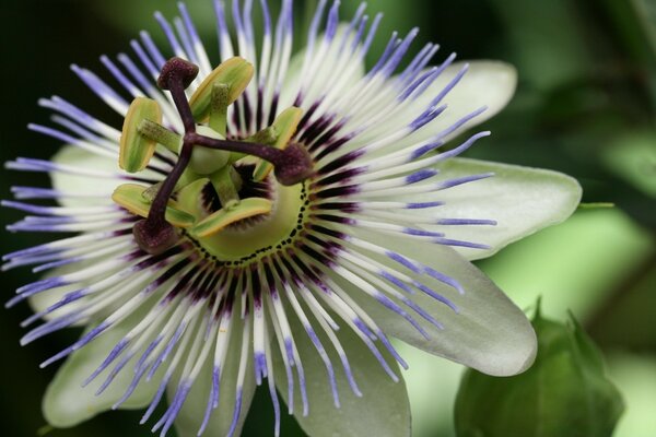 Naturaleza en verano. Foto de la flor de cerca