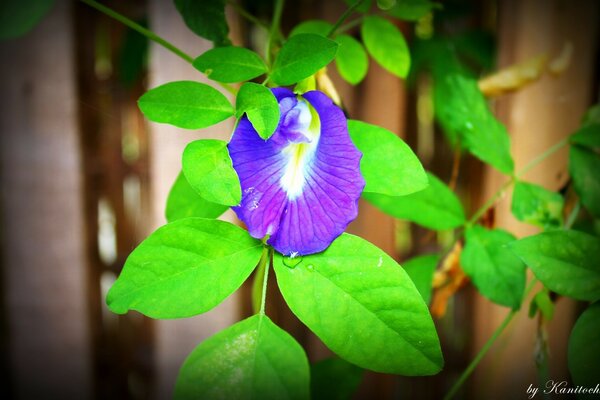 Blaue Blume auf grünem Blatthintergrund