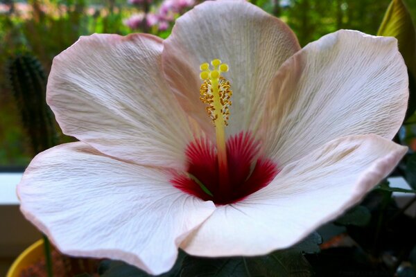 Hibiskus-Blume im Garten. Sommer