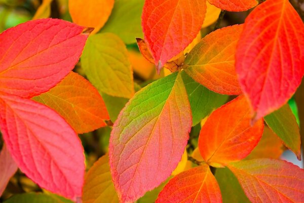 Helle Farben der herbstlichen Natur