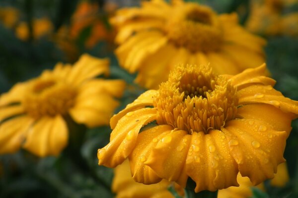 Gotas de orvalho em flores amarelas