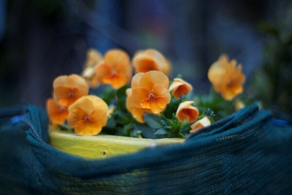 Pequeñas flores en una maceta en el Jardín