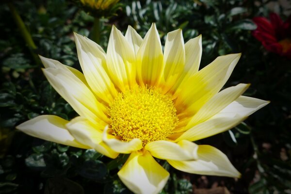 Flor del bosque, escondido en el bosque