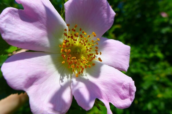 Sommerblume. Grüner Garten