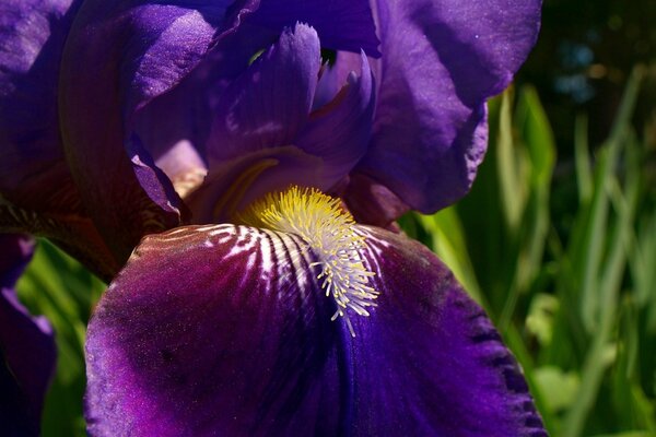 Beautiful flowers from a natural garden