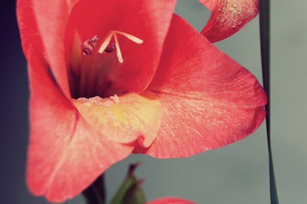 Flor roja. flora y fauna