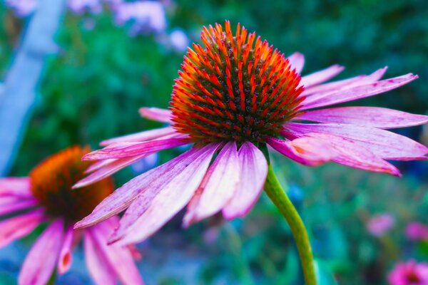 Fleur lumineuse dans le jardin. Flore