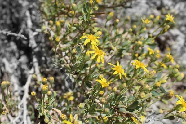 Fleurs sauvages, bonne humeur