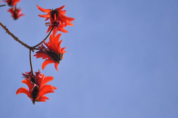 Ein Zweig der Blumen am blauen Himmel