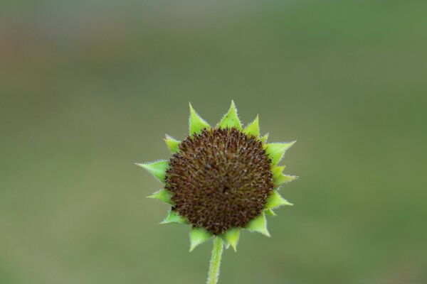 Pequena flor com folhas verdes