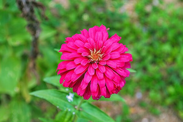 A lush flower. Green grass