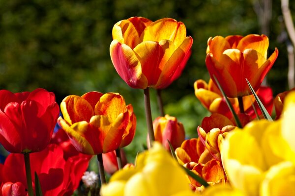 Red and yellow spring tulips